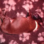 Wei&szlig;es  Halsband, Anni Magic (1 Woche alt)